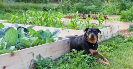 how to keep dogs away from rabbit hutch