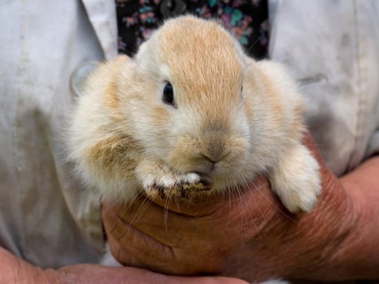 how to pick up a baby rabbit