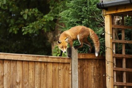 how to protect rabbits from foxes