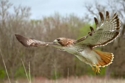 how to protect rabbits from hawks