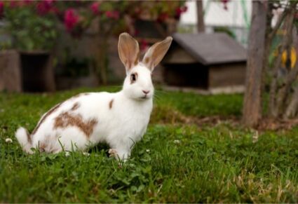 Moving An Indoor Rabbit Outdoors In 5 Easy To Follow Steps