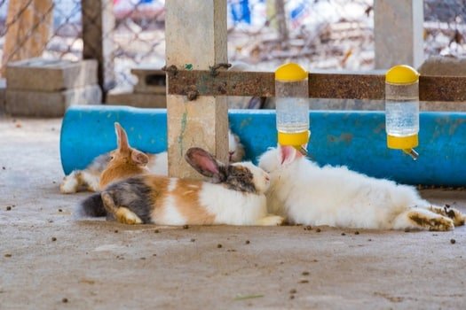 rabbit fur turning yellow