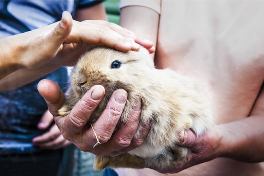 what age can you start handling baby rabbits?