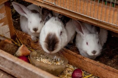 homemade wild rabbit feeders