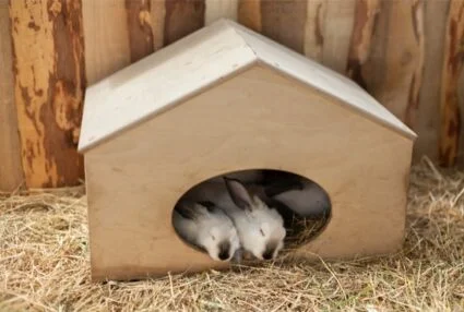 when do rabbits sleep?