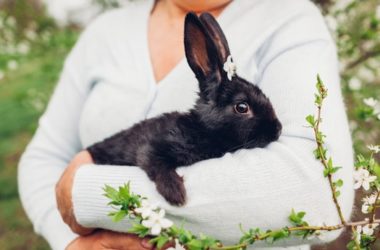 when do rabbits stop growing?