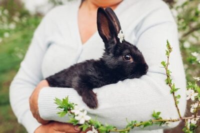 new zealand dwarf rabbit