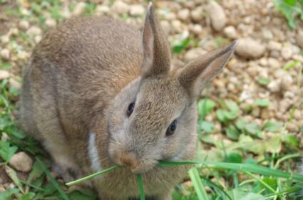 why do rabbits bite humans?