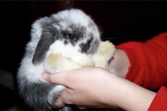 will a rabbit eat its babies if touched by humans?