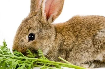 Baby Rabbit Diet
