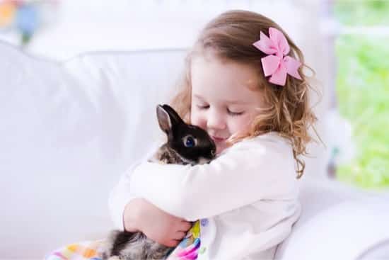 Best Rabbit for Kids