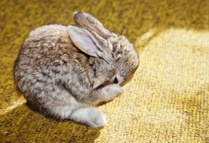 Can Bunnies Chew Carpet?