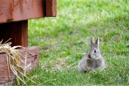 Can Rabbits Chew Wood?