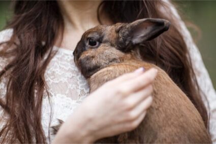 Can Rabbits Sense Illness in Humans?