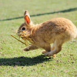 When Can You Handle Baby Rabbits? — Rabbit Care Tips