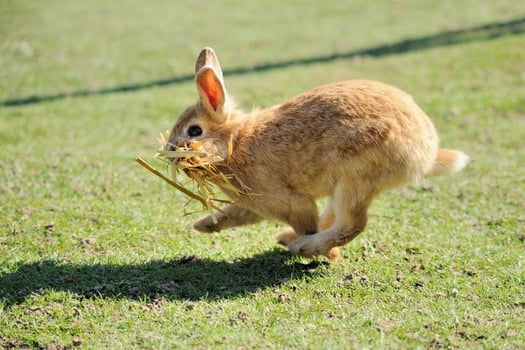 Can Rabbits Walk or Just Hop?