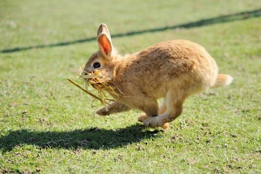 Can Rabbits Walk or Just Hop?