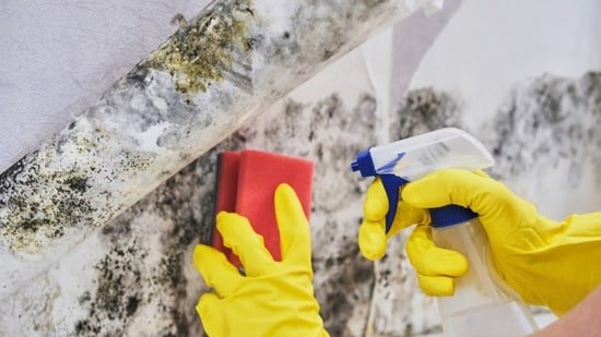 Can mold kill rabbits?