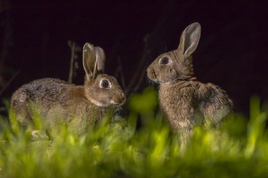 Do Rabbits Get Scared of the Dark?