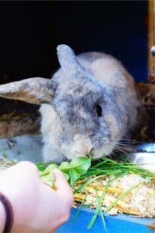 Harlequin Rabbits