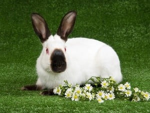 Himalayan Rabbits