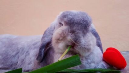 paper eating rabbit toy