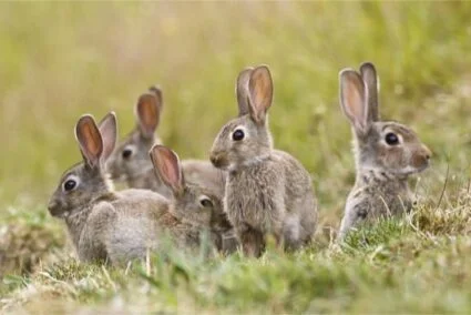 How to tell the difference between hares and rabbits