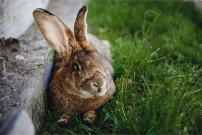 Is Eating Paper Bad for Rabbits?