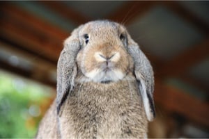 Mini Lop Rabbits