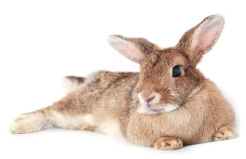 What Causes Splayed Leg in Rabbits?