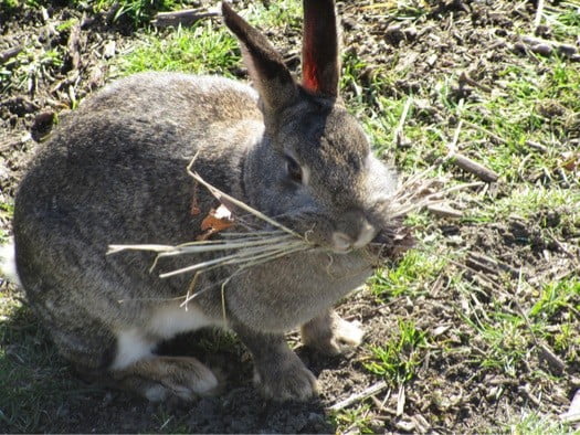 Why do rabbits carry hay in their mouth?