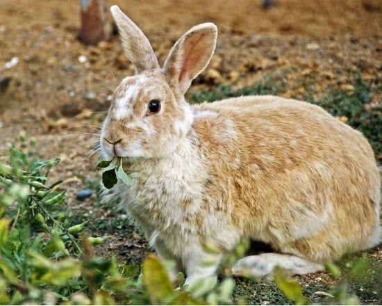 are parsnips good for rabbits?