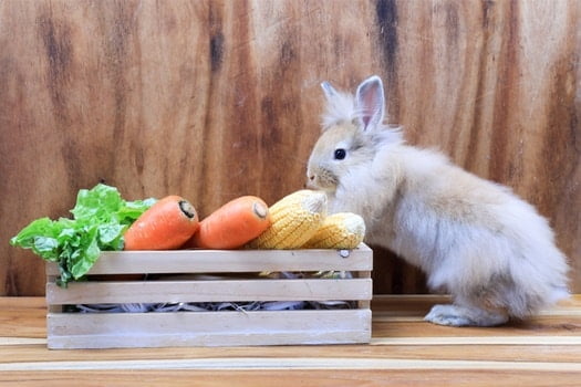 are rabbits allowed parsnips?