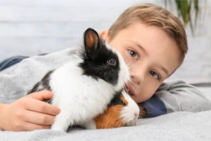 are rabbits or guinea pigs more affectionate?