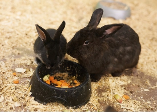 Baby Rabbit Feeding Chart