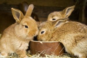 baby rabbit food list