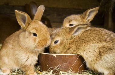 baby rabbit food list