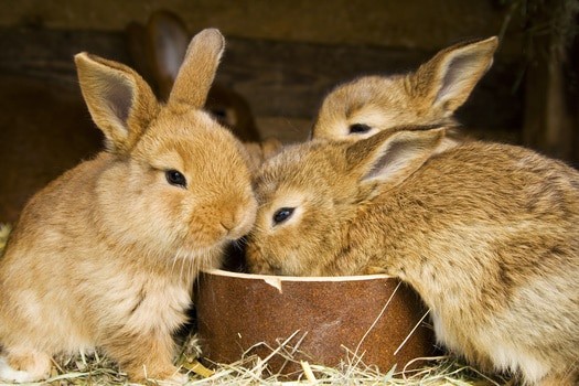 Baby Rabbit Feeding Chart