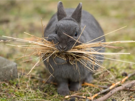 Why Do Rabbits Carry Hay in Their Mouth? — Rabbit Care Tips
