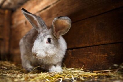 can bunnies eat paper towels?