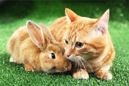 can cats and rabbits live in the same house?