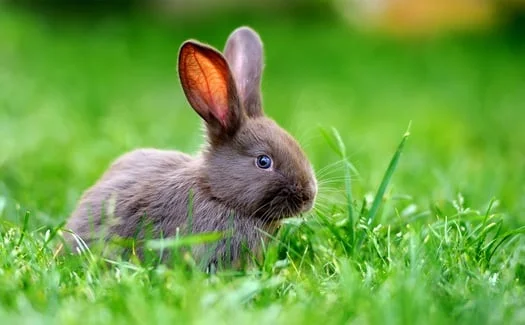 can pet rabbits live in the wild?
