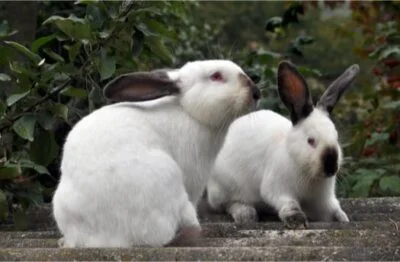 can rabbits be carnivores?
