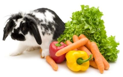 can rabbits eat jalapeno peppers?