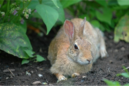 can rabbits eat parsnip peelings?