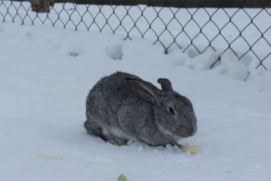 can rabbits live outside in winter?