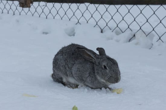 How Do Rabbits Stay Warm In Winter Rabbit Care Tips