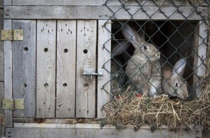 can you put shredded paper in a rabbit hutch?