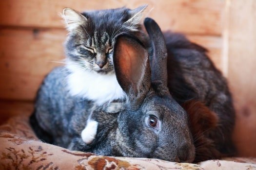 do cats get on with house rabbits?
