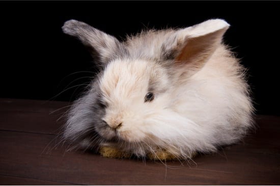 do house rabbits need a night light?